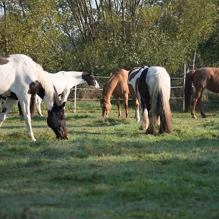 Ranchzimmer Am Hippo-campus Reit- Und Therapiezentrum Bed & Breakfast