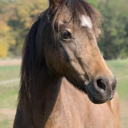 Couette-café Ranchzimmer Am Hippo-campus Reit- Und Therapiezentrum