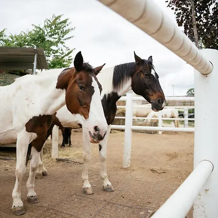 Ranchzimmer Am Hippo-campus Reit- Und Therapiezentrum 3*