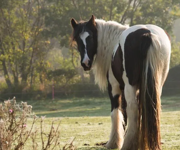 Ranchzimmer Am Hippo-campus Reit- Und Therapiezentrum 3*
